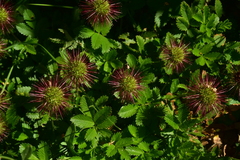 Acaena ovalifolia