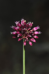 Allium phanerantherum deciduum