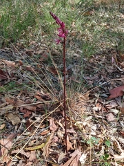 Dipodium punctatum