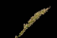 Eragrostis ciliaris