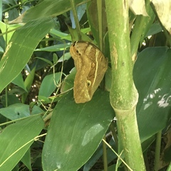 Eryphanis