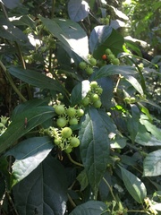 Lycianthes