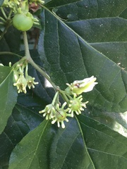 Lycianthes