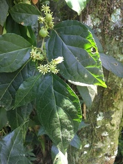 Lycianthes