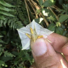 Lycianthes