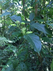Lycianthes