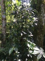 Lycianthes