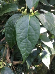 Lycianthes