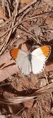 Colotis evagore
