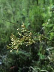 Juncus trigonocarpus