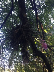 Tillandsia stricta