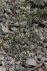 Allium phanerantherum deciduum