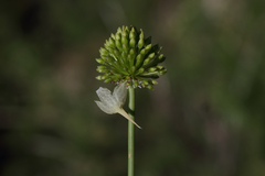 Allium phanerantherum deciduum