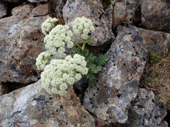 Anisotome pilifera