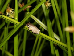 Litoria