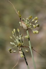Allium pseudoflavum