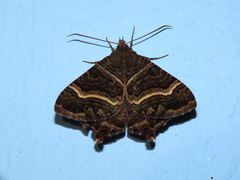 Coronidia