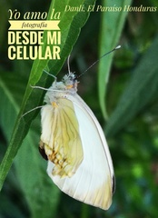 Pierinae