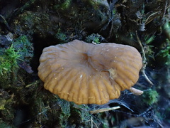 Lactifluus ochrogalactus
