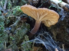 Lactifluus ochrogalactus