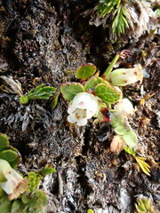 Gaultheria nubicola