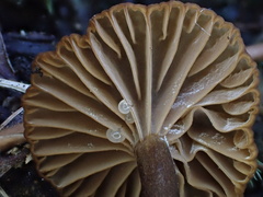 Lactifluus ochrogalactus