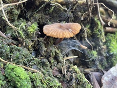 Lactifluus ochrogalactus