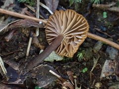 Lactifluus ochrogalactus