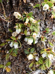 Gaultheria nubicola