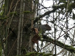 Sciurus carolinensis