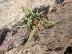 Asplenium pinnatifidum
