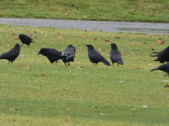 Corvus brachyrhynchos
