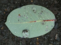 Arbutus menziesii