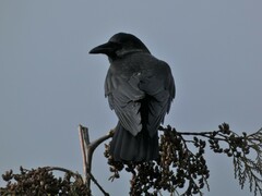 Corvus brachyrhynchos