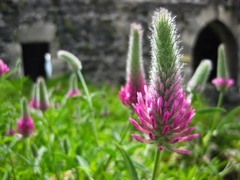 Trifolium purpureum