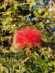 Calliandra haematocephala