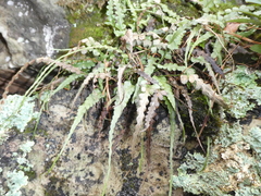Asplenium pinnatifidum