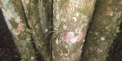 Tillandsia stricta