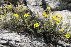 Helianthemum