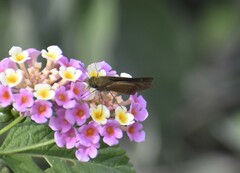 Panoquina ocola