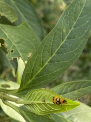 Diabrotica bioculata