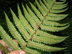 Dryopteridoideae