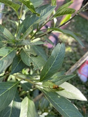 Diabrotica bioculata