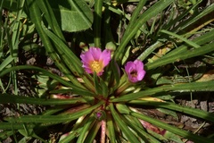 Calandrinia colchaguensis