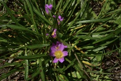 Calandrinia colchaguensis