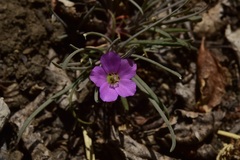 Calandrinia colchaguensis
