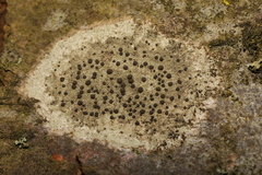 Lecidella elaeochroma