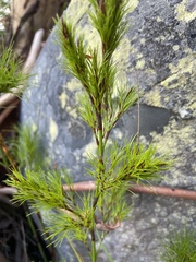 Caustis blakei
