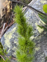 Caustis blakei