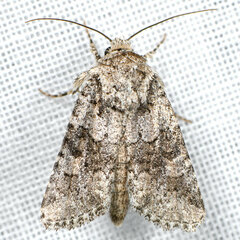 Lacinipolia strigicollis